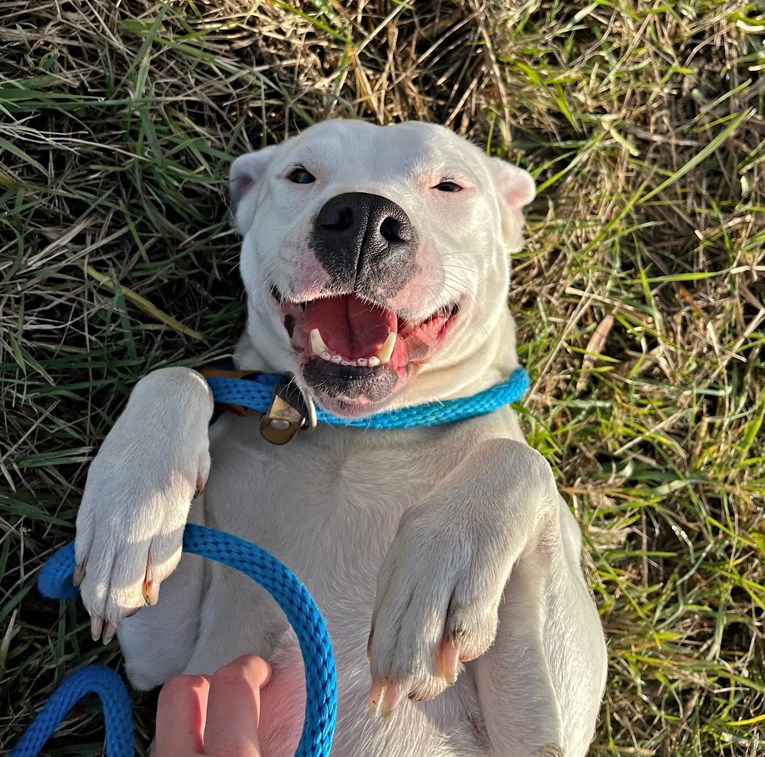 Uljepšajte nasmijanoj Heri blagdane. Traži svoj zauvijek dom