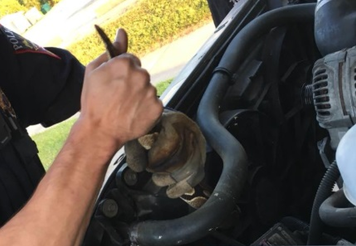 Skužio da mu auto čudno radi, pod haubom našao nešto što bi mnoge prestravilo