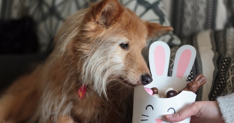 Veterinari otkrili kako prepoznati je li pas pojeo čokoladu i zašto je toliko štetna