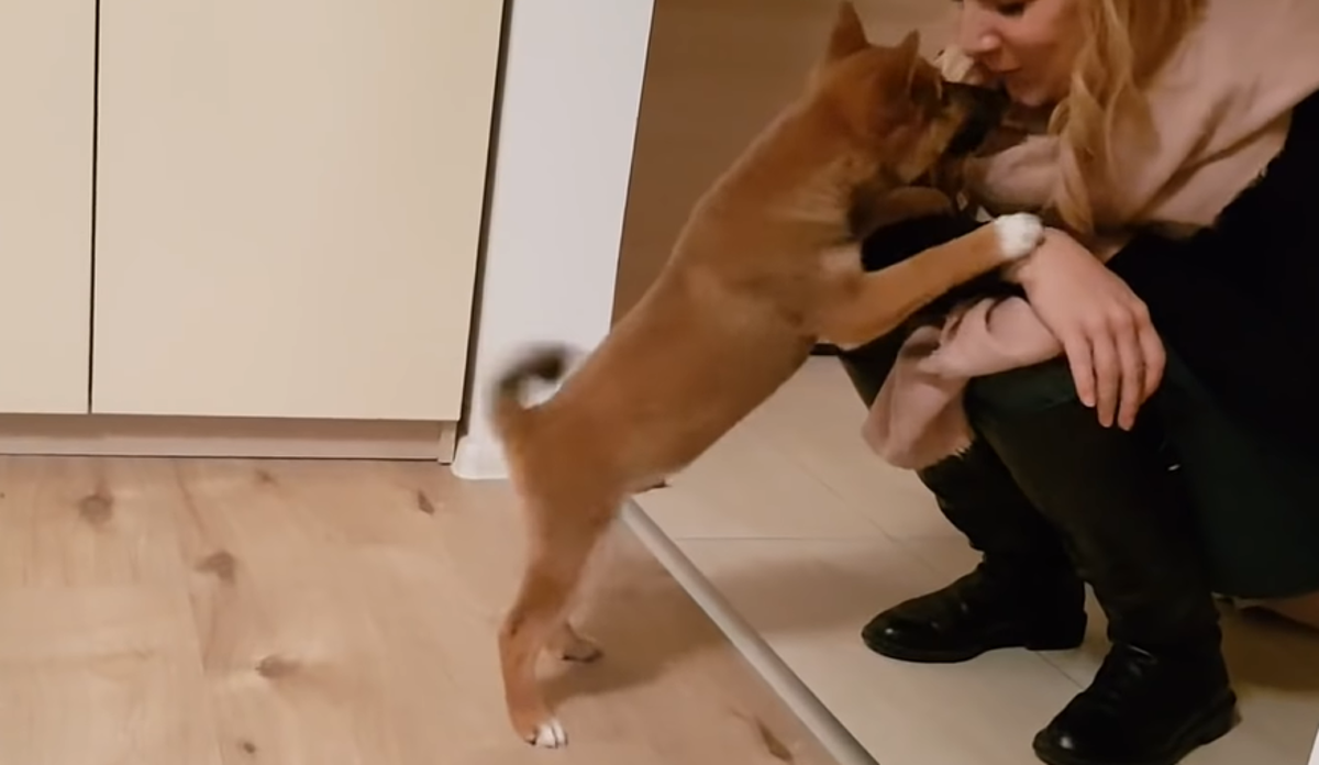 Preslatko shiba inu štene potpuno poludi od sreće kada vidi svoju vlasnicu