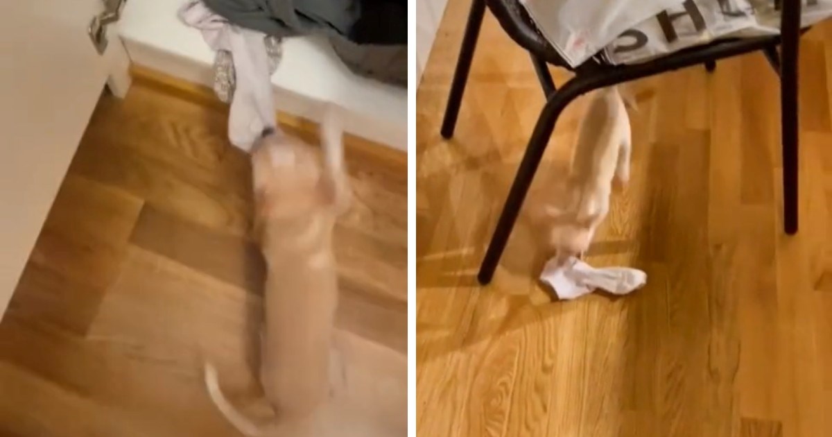 Čivava Yuki obožava krasti čarape svoje vlasnice, video je urnebesan