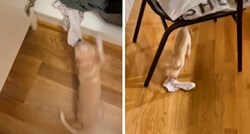 Čivava Yuki obožava krasti čarape svoje vlasnice, video je urnebesan