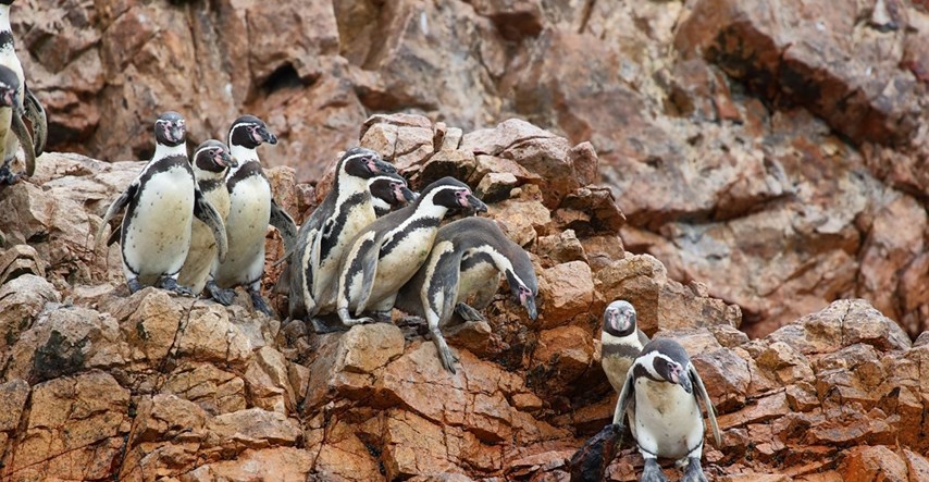 Humboldtovi pingvini koji žive kod Čilea su pred izumiranjem, tvrde znanstvenici