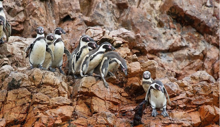 Humboldtovi pingvini su pred izumiranjem