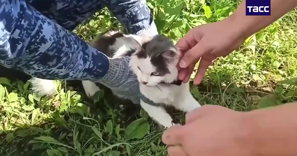 VIDEO Mačkom pokušali prokrijumčariti drogu u ruski zatvor