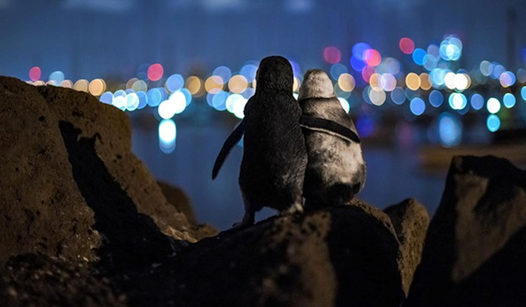 Pingvini koji se grle i tješe jer su ostali bez partnera oduševili su svijet