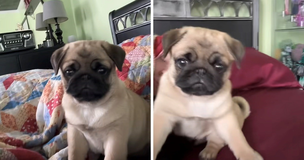 Psić ugledao svoj odraz u mobitelu, njegova reakcija će vas nasmijati