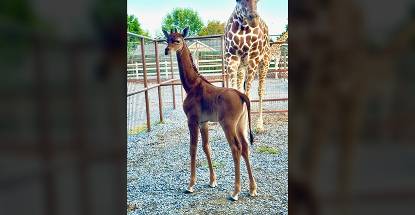 U američkom zoološkom vrtu na svijet došla rijetka žirafa bez pjega