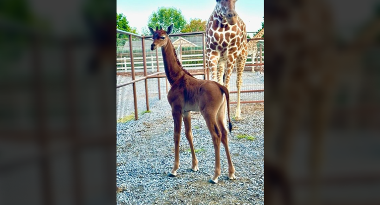U američkom zoološkom vrtu na svijet došla rijetka žirafa bez pjega