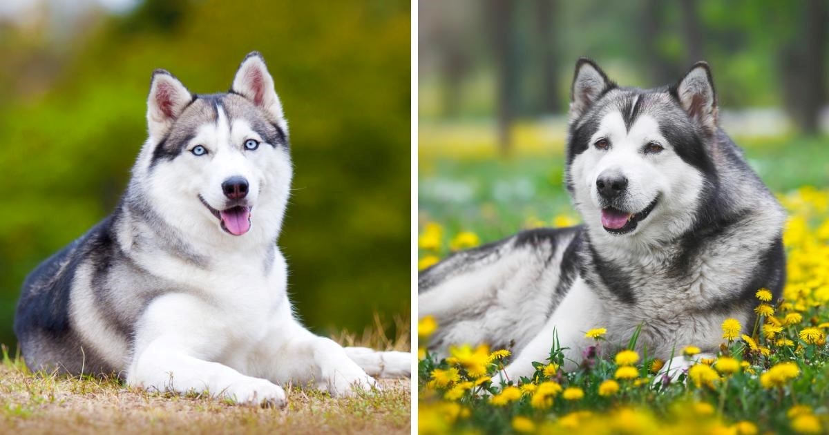 Sibirski haski ili aljaški malamut? Glavne razlike između ovih predivnih pasa