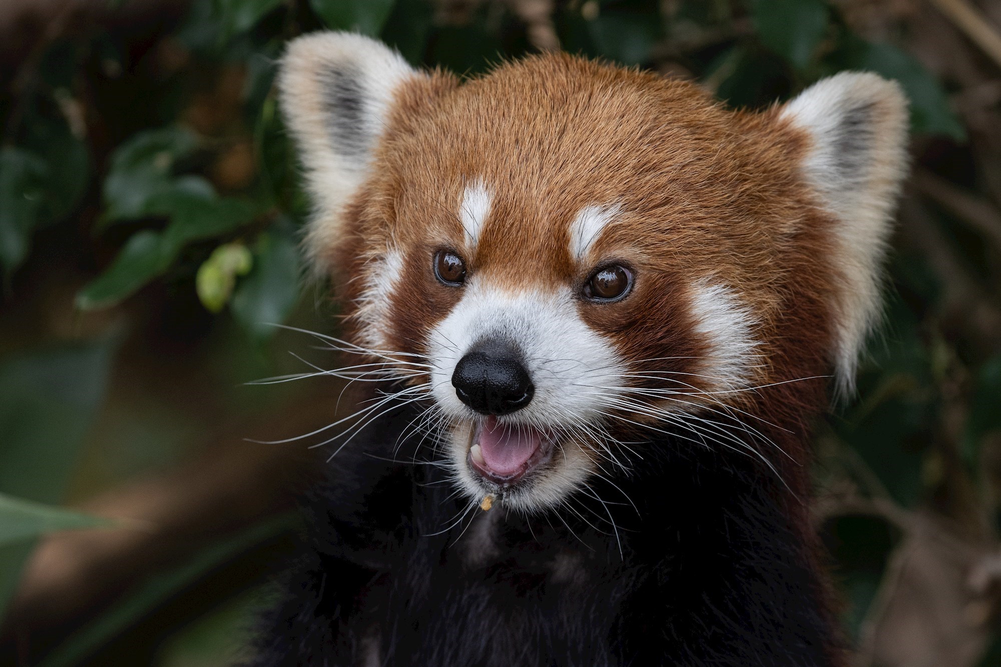 Crvena panda pobjegla iz ZOO-a u Njemačkoj, intervenirali vatrogasci