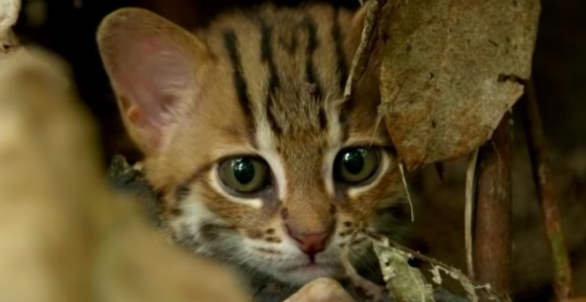 Najmanja mačka na svijetu u odrasloj dobi veličine je mačića i izgleda preslatko