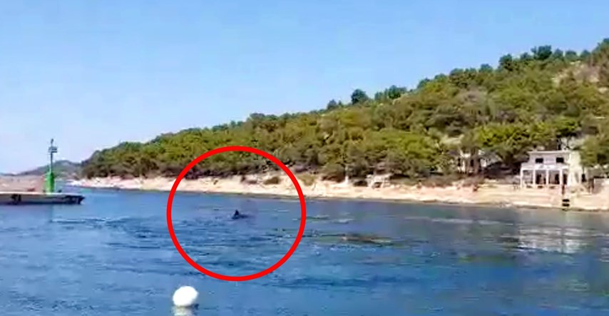 VIDEO Kod Šibenika viđen kit