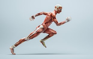 Znanstvenici otkrili kako zaustaviti starenje mišića