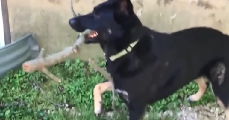 Pas koji misli da je nevidljiv postao hit na internetu, nasmijao je milijune