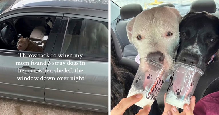 Tri napuštena psa "provalila" su u auto i pronašla novi dom