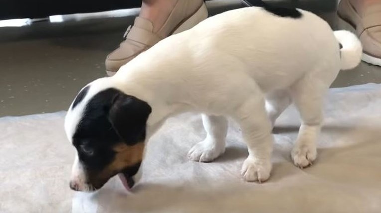 Pas je došao kod veterinara pa povratio stvar zbog koje je umalo završio na operaciji