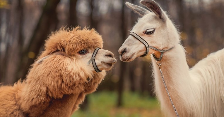 Koja je razlika između ljame i alpake?