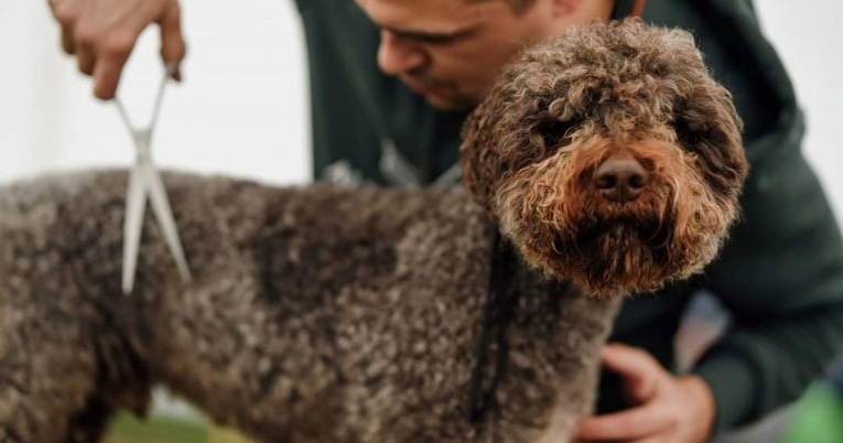 Lagotto Romagnolo: Savršen obiteljski pas i lovac na tartufe