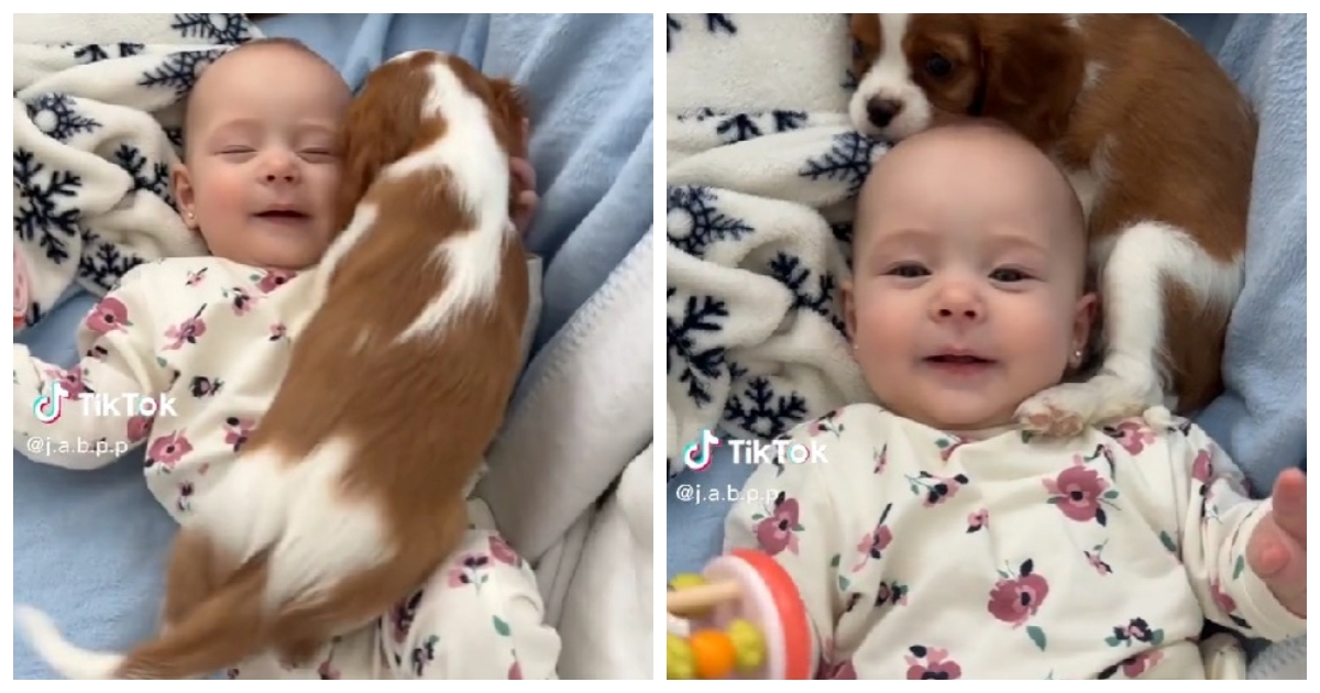 Pas legao uz bebu i zagrlio je šapicama, video je osvojio internet