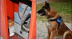 Policijski pas u Međimurju pronašao hrpu ecstasyja, kokaina i amfetamina
