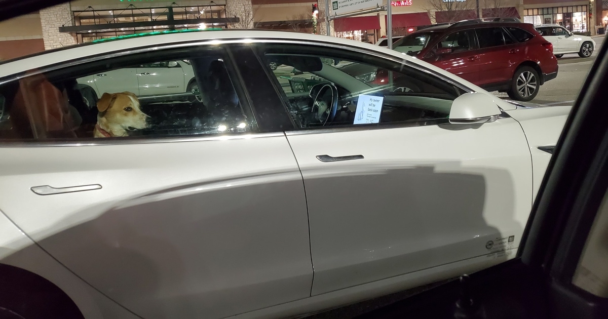 Žena otkrila da Tesla ima funkciju koju treba svaki vlasnik psa. Ljudi su oduševljeni