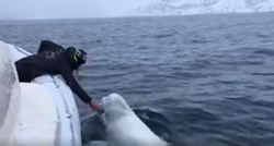 VIDEO Mornare iznenadio kit koji im je prišao, nije ih prestajao zvati na igru