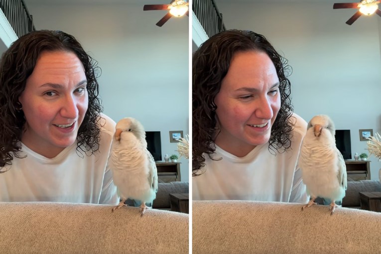 Papiga osvojila internet plesom i kupanjem, video je hit