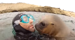 Video bebe tuljana koja se došla maziti s roniocem uljepšat će vam dan