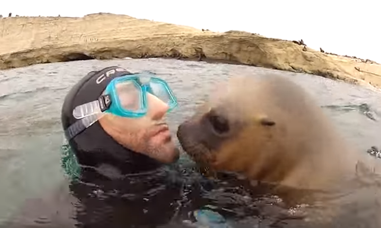 Video bebe tuljana koja se došla maziti s roniocem uljepšat će vam dan