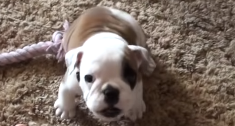 Maleni buldog jako se ljuti na svog vlasnika i laje najslađe na svijetu