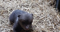 Beba medvjeda spašena s ceste stigla u zagrebački Zoo, nazvali su ga Matija