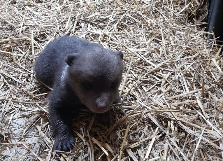 Medvjedić spašen s ceste stigao u zagrebački Zoo, nazvali su ga Matija