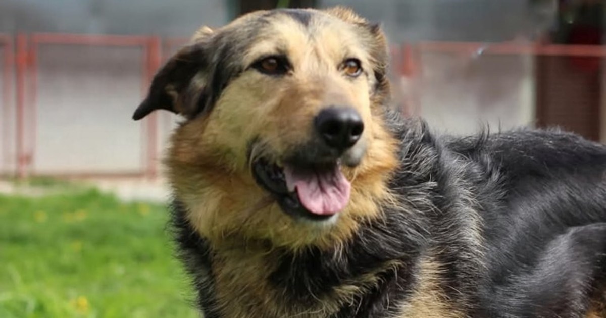 Fonda ima četiri godine, a od toga tri i pol čeka svoje ljude. Pomozimo joj u tome