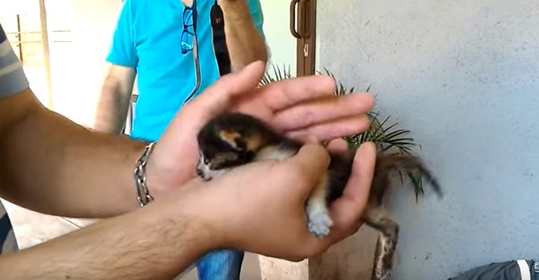 Ove su mace bile zarobljene pod zemljom, no dobri su im ljudi spasili život