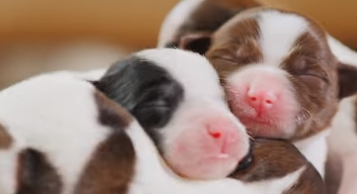 Tri minute najslađih beba životinja koje će popraviti svačiji dan