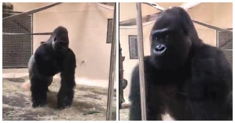 Urnebesni video: Gorila u zoološki vrt uletio kao holivudska zvijezda