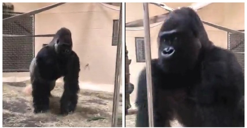 Urnebesni video: Gorila u zoološki vrt uletio kao holivudska zvijezda