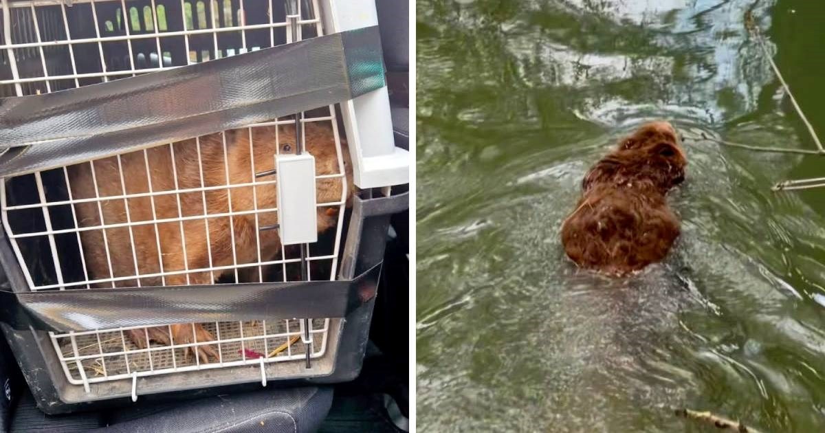 Na Međunarodni dan dabra u prirodu vraćen dabar kojeg je udario auto kod Siska