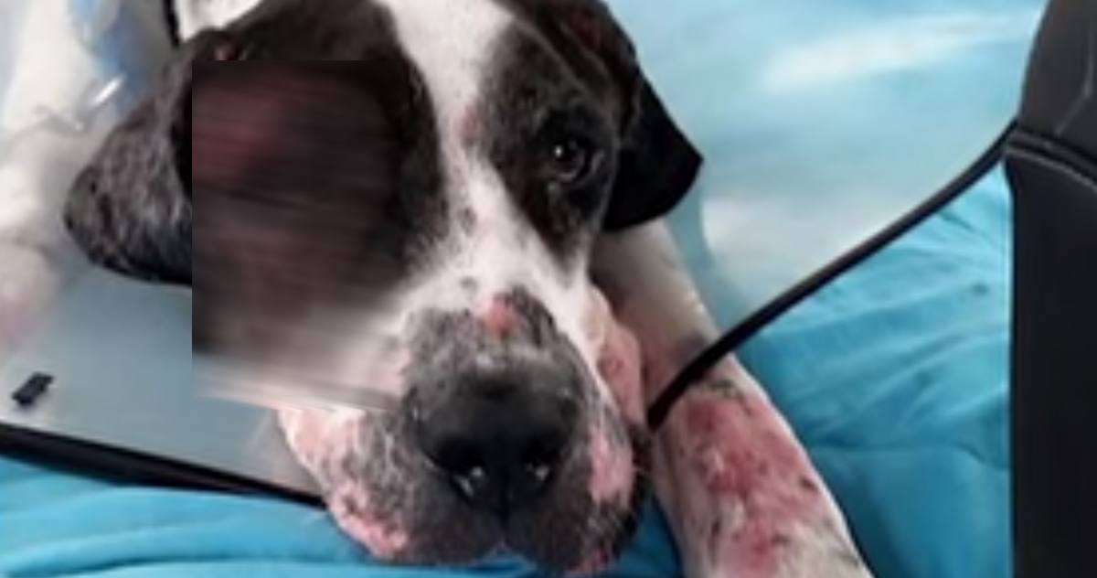 Svi su mislili da su ovu bolesnu dogu zapostavili vlasnici, no istina je ružnija