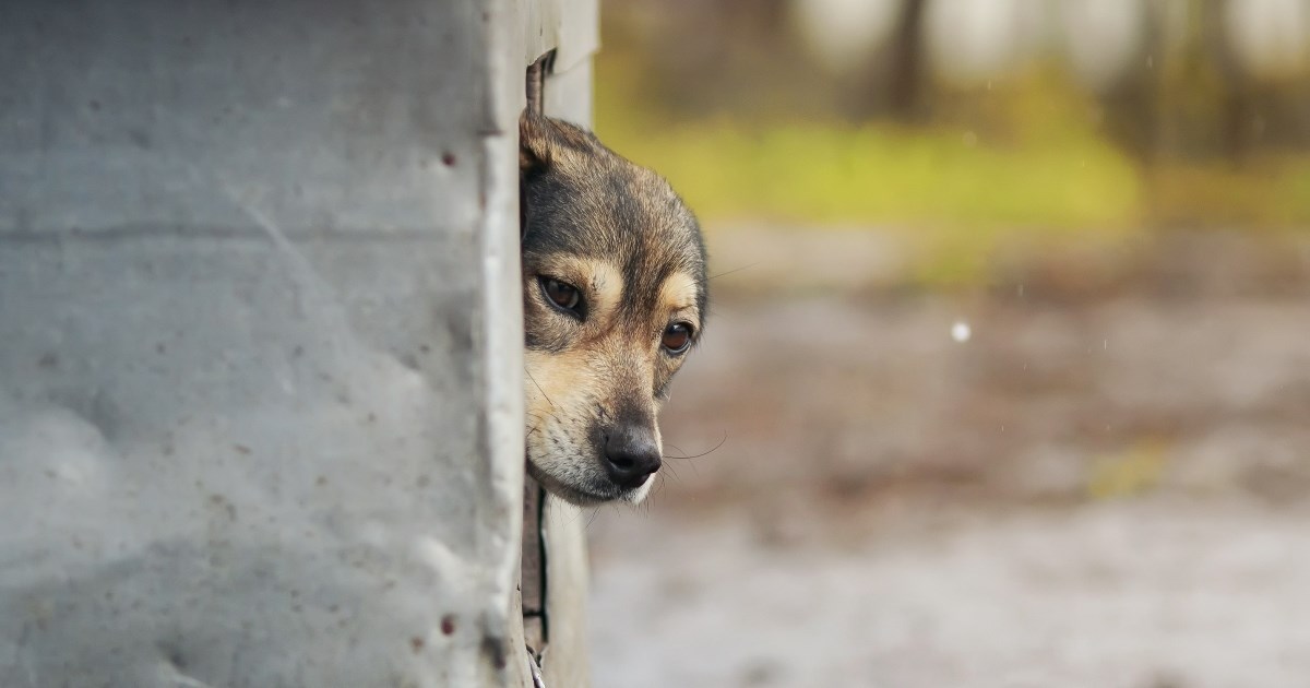 Dajte glas onima koji ga nemaju: Međunarodni je dan prava životinja