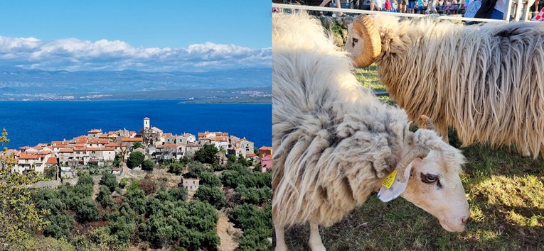 Za vikend se na Cresu održava manifestacija posvećena creskoj ovci