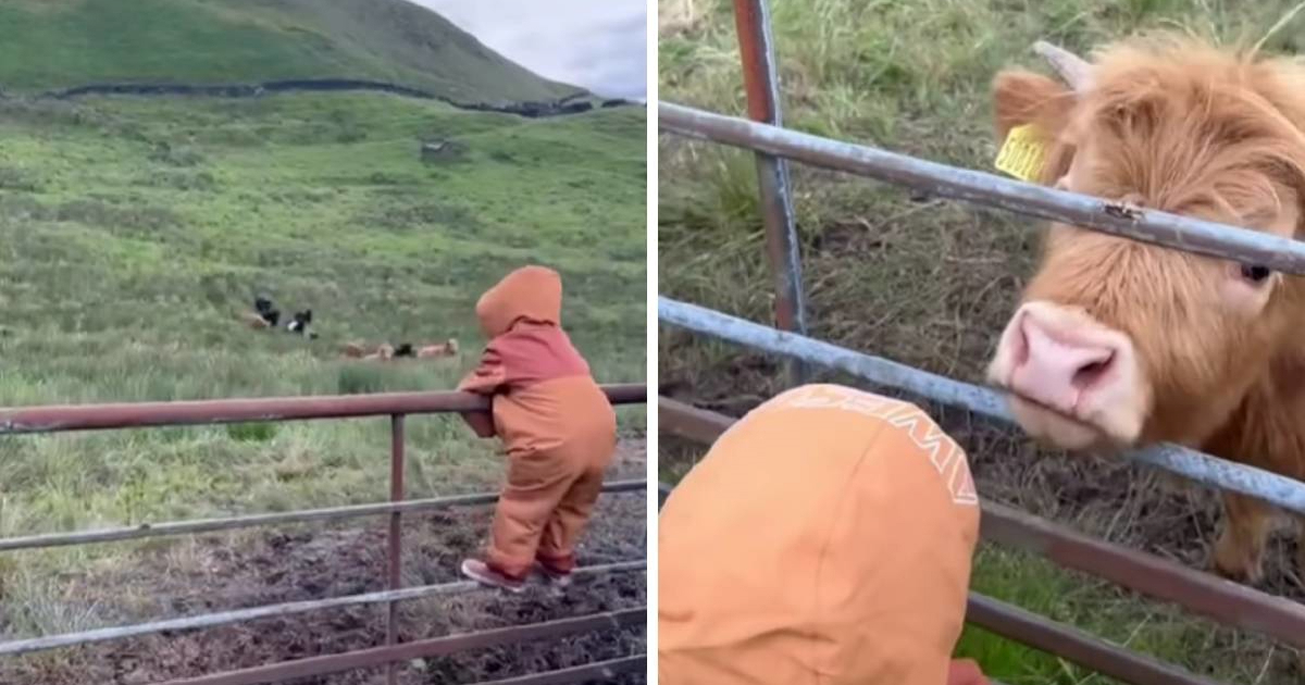 VIDEO Prijateljstvo dječaka i znatiželjnih krava raznježilo je ljude