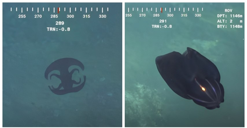 "Kako mijenja oblik?": Snimka misterioznog bića iz dubina oceana zbunila ljude