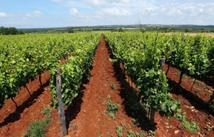 Svake je godine sve manje vinograda u Istri