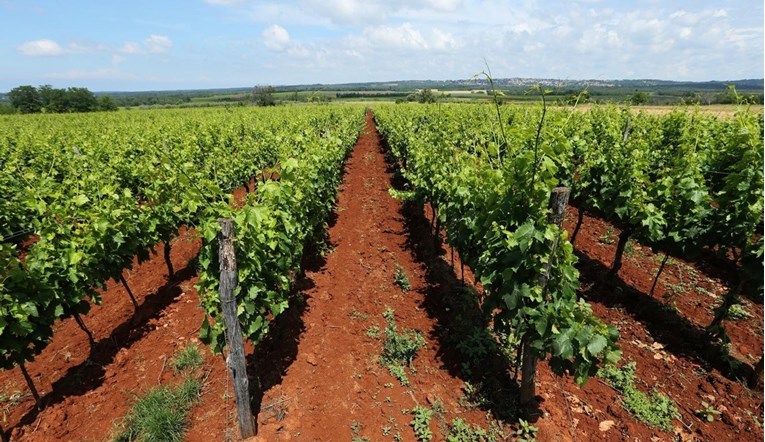 Svake je godine sve manje vinograda u Istri. "Izgubili smo stotine hektara"