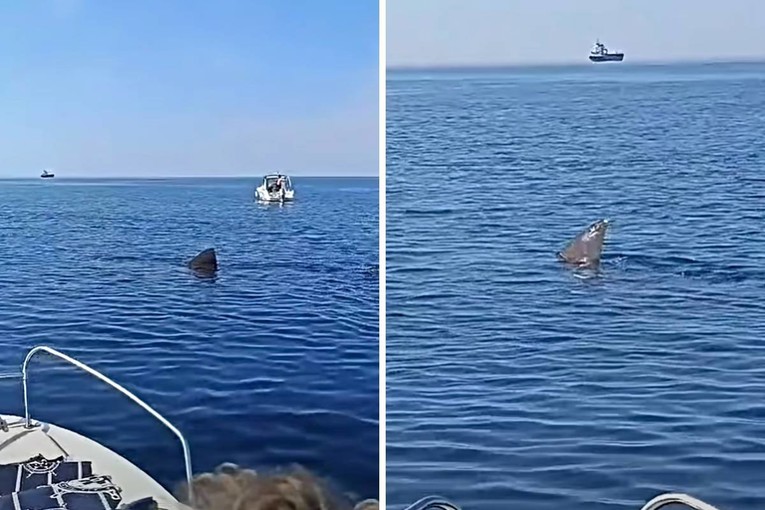 VIDEO Golema psina snimljena uz brodice u Istri