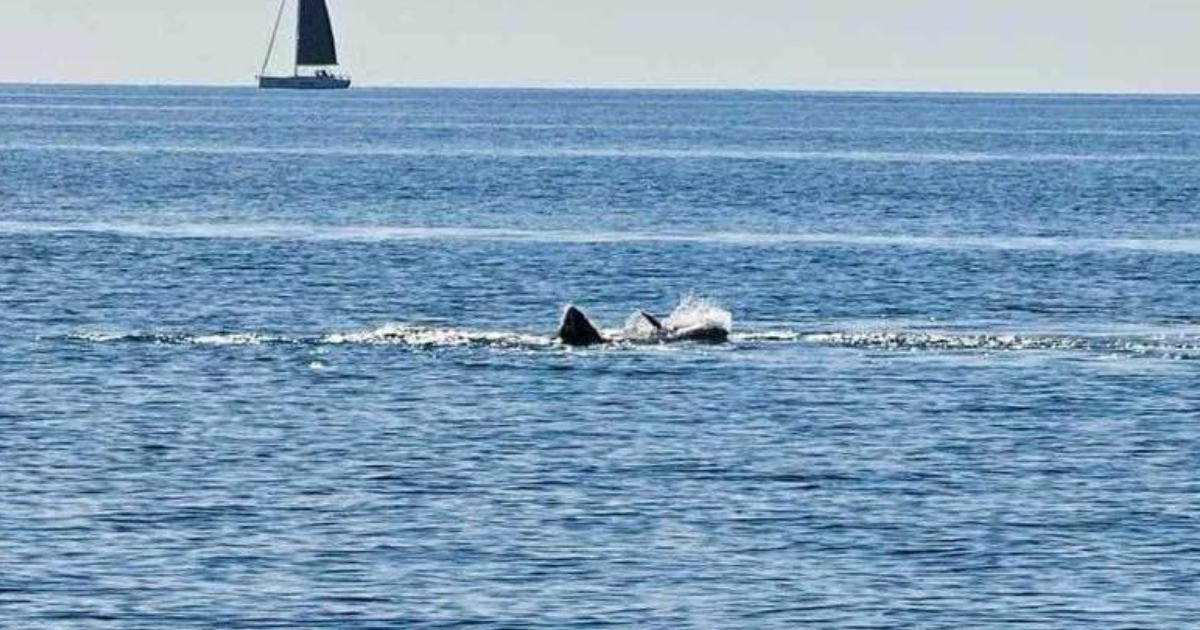 FOTO U brijunskom akvatoriju snimljen okršaj morskog psa s tunom