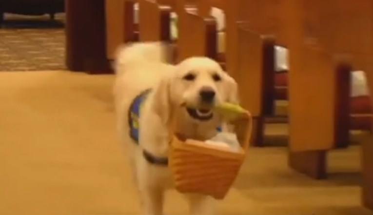 VIDEO Trogodišnji pas Bennie tješi ožalošćene na pokopima