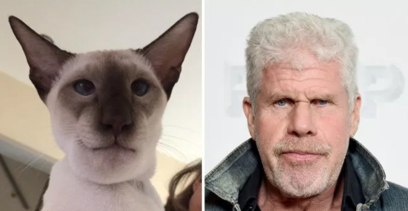 Cijeli se internet smije mačku koji je pojeo osu pa izgledao kao Ron Perlman